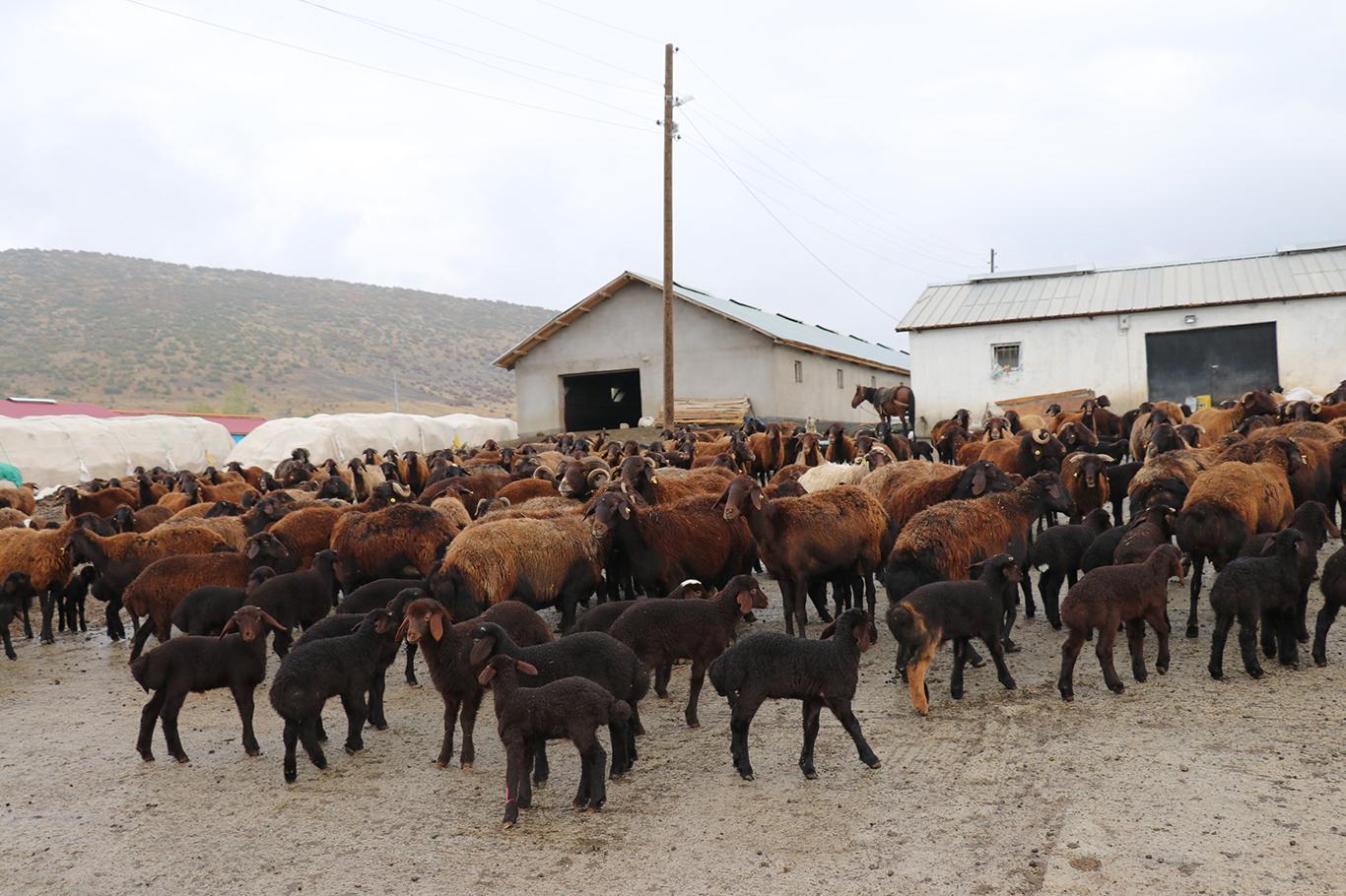 Mera alanları SÜTAŞ’a verilince hayvan sahipleri mağdur oldu Mera alanları SÜTAŞ’a verilince hayvan sahipleri mağdur oldu